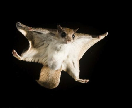 flying-squirrel